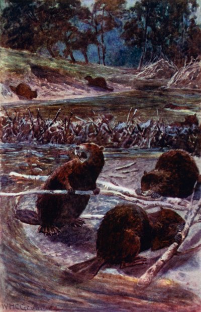 "They build a dam across the stream" (colour litho) 作者 威廉·亨利·查尔斯·格鲁姆