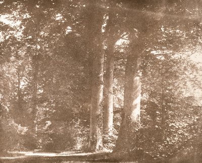 山毛榉树，拉科克修道院，1844年（棕褐色照片） 作者 威廉·亨利·福克斯·塔尔伯特
