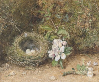 鸟巢用苹果花喷雾，c.1845-50（身体颜色和wc用粉笔和口香糖在纸上） 作者 威廉·亨利·亨特