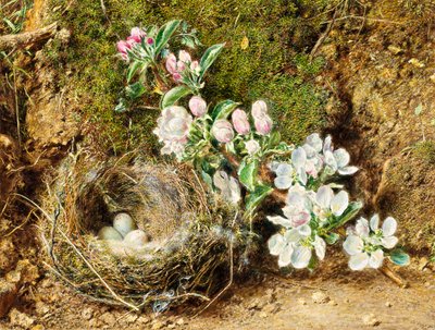 Apple Blossom和Bird&39;s Nest的分支 作者 威廉·亨利·亨特