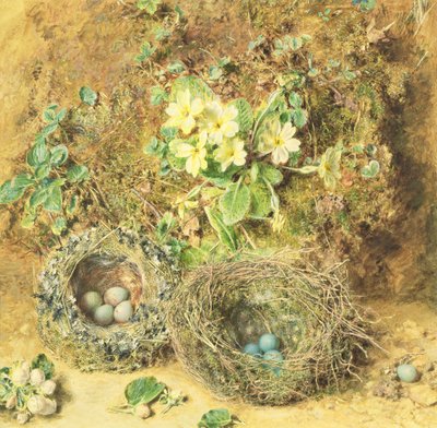 报春花和鸟巢 作者 威廉·亨利·亨特