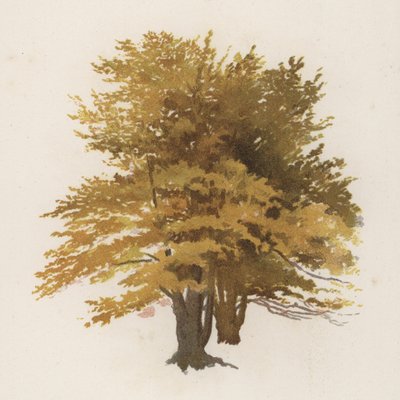 树木：山毛榉（彩色石版画） 作者 威廉·亨利·詹姆斯（后）船