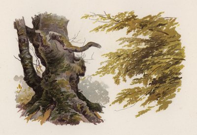 树木。山毛榉（彩色平版印刷 作者 威廉·亨利·詹姆斯（后）船