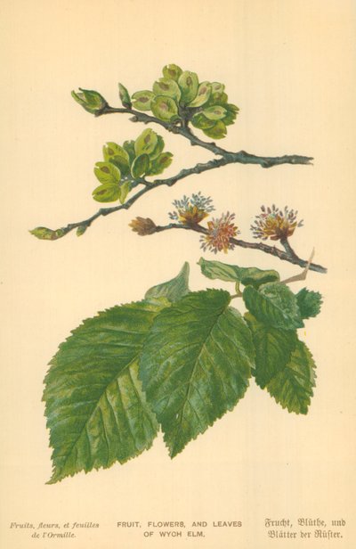 Wych Elm的水果，花朵和叶子 作者 威廉·亨利·詹姆斯船