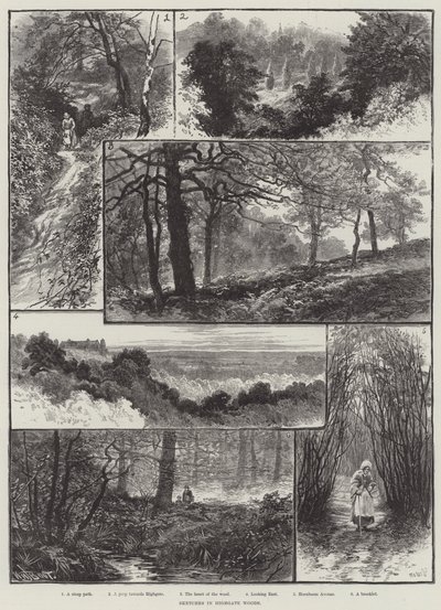 Highgate Woods的草图 作者 William Henry James Boot