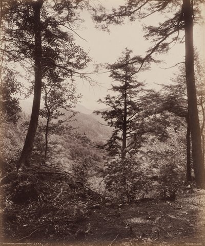 悬崖景观，穿过树林，约 1895 年（照片1895 年（照片） 作者 威廉·赫尔曼·劳