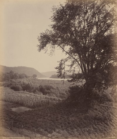 风景如画的苏珊娜，莱西维尔附近，约 1895 年（照片） 作者 威廉·赫尔曼·劳