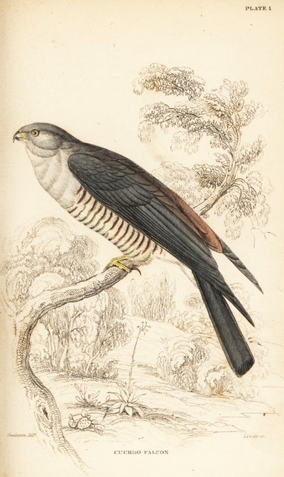 非洲杜鹃鹰或杜鹃猎鹰，Aviceda cuculoides 作者 威廉家蜥蜴队