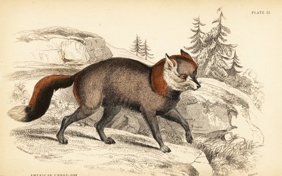 American cross-fox, Vulpes vulpes 作者 威廉家蜥蜴队