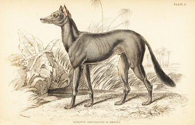阿拉伯灰狗, Canis lupus familiaris 作者 威廉家蜥蜴队