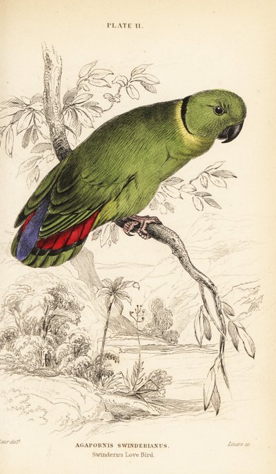 Black-collared lovebird, Agapornis swindernianus 作者 威廉家蜥蜴队