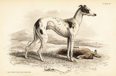 英国灰狗（Canis lupus familiaris）（Canis leporarius）。 作者 威廉家蜥蜴队