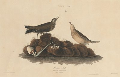 布朗云雀，18271830。 作者 威廉家蜥蜴队