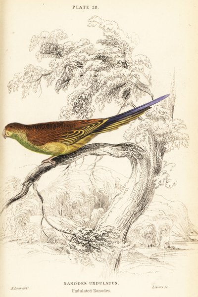 虎皮鹦鹉, Melopsittacus undulatus 作者 威廉家蜥蜴队