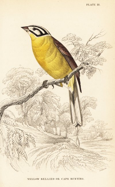 Cape bunting, Emberiza capensis（黄腹彩旗，Fringillaria capensis） 作者 威廉家蜥蜴队