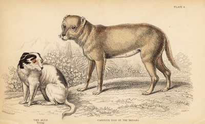 印第安人的运载犬或墨西哥的 Techichi，奇瓦瓦犬的祖先 Canis lupusfamiliais 和一只年轻的 Alco 犬，墨西哥的 Yzi-cuinte potzotli，Canis lupusfamiliais (Canis alco) 作者 威廉家蜥蜴队