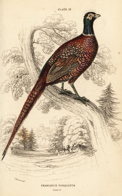 Common pheasant (ring-necked), Phasianus colchicus torquatus (Phasianus torquatus) 作者 威廉家蜥蜴队