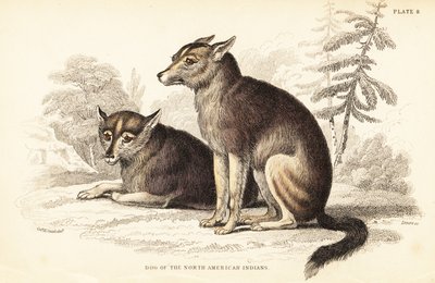 郊狼，Canis latrans 作者 威廉家蜥蜴队