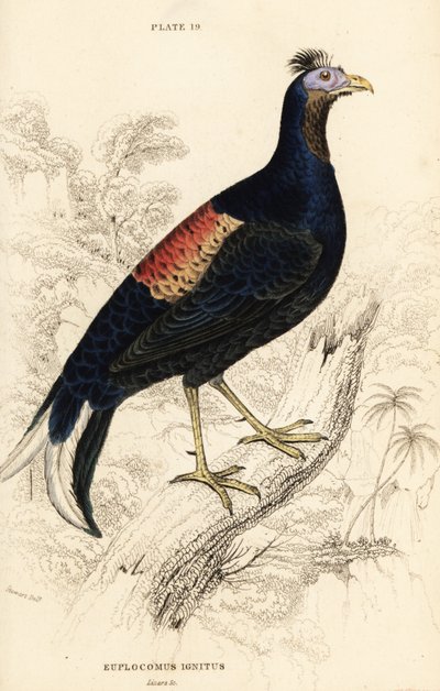 凤头火鸡，Lophura ignita，雄性（马卡尼公鸡，Euplocomus ignitus）。 作者 威廉家蜥蜴队
