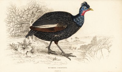 凤头珍珠鸡，Guttera pucherani (Numida cristata) 作者 威廉家蜥蜴队
