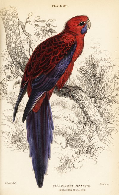 Crimson rosella, Platycercus elegans 作者 威廉家蜥蜴队