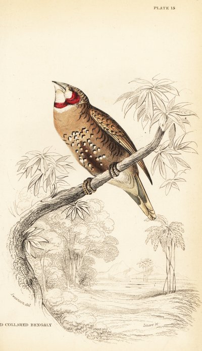 切喉雀或丝带雀，Amadina fasciata 作者 威廉家蜥蜴队