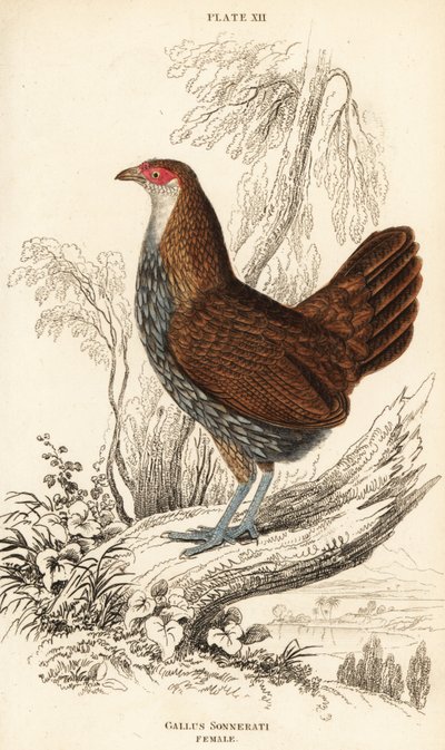 雌性灰色丛林鸟或桑纳特丛林鸟，Gallus sonneratii（Gallus sonnerati）。 作者 威廉家蜥蜴队