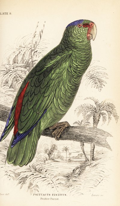 Festive amazon, Amazona festiva 作者 威廉家蜥蜴队