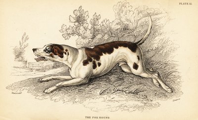 猎狐犬，犬类狼疮 作者 威廉家蜥蜴队
