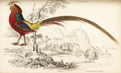 金雉或中国野鸡，Chrysolophus pictus (Phasianus pictus) 作者 威廉家蜥蜴队