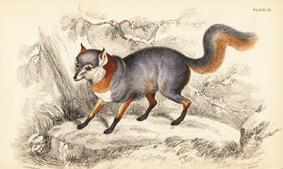 灰狐，Urocyon cinereoargenteus 作者 威廉家蜥蜴队