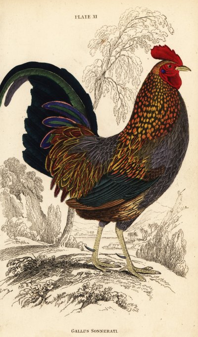 灰原鸡或 Sonnerat 的原鸡，Gallus sonneratii (Gallus sonnerati) 作者 威廉家蜥蜴队