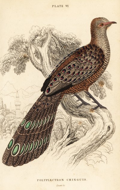 Grey peacock-pheasant or Burmese peacock-pheasant, Polyplectron bicalcaratum 作者 威廉家蜥蜴队