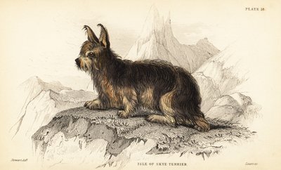 斯凯岛梗，熟悉狼犬（Canis terrarius）。 作者 威廉家蜥蜴队
