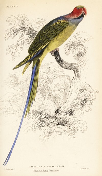 长尾鹦鹉 Psittacula longicauda 作者 威廉家蜥蜴队