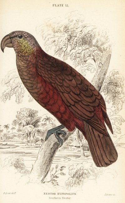 New Zealand kaka, Nestor meridionalis 作者 威廉家蜥蜴队