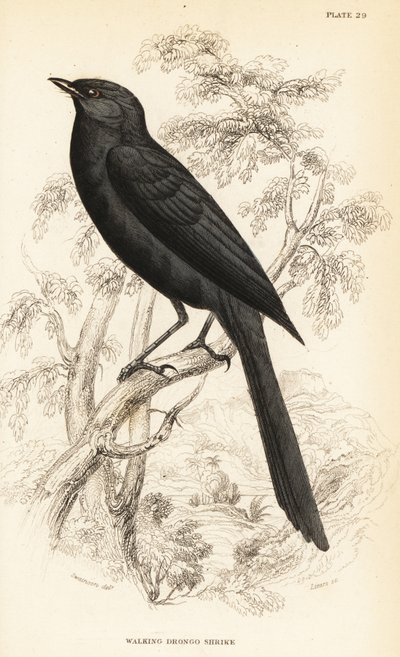 北方黑鹟, Melenanornis edolioides 作者 威廉家蜥蜴队
