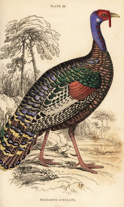 蜂窝状火鸡，Meleagris ocellata 作者 威廉家蜥蜴队