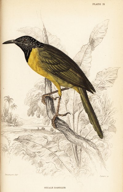 黄莺莺，Hypergerus atriceps 作者 威廉家蜥蜴队