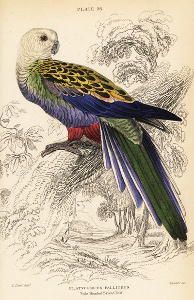 白头罂粟 (palliceps), Platycercus adscitus palliceps 作者 威廉家蜥蜴队