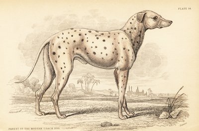 现代教练犬 Canis lupusfamiliais 的父母 作者 威廉家蜥蜴队