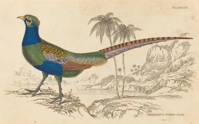 Phasianus Versicolor。 作者 威廉家蜥蜴队