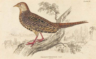 雌性斑马鱼(Phasianus Versicolor) 作者 威廉家蜥蜴队
