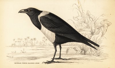 白头翁，Corvus albus 作者 威廉家蜥蜴队