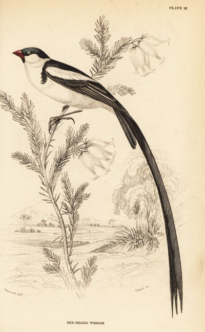 凤尾鱼（Vidua macroura）（红嘴鱼，Vidua erythrorhynchus）。 作者 威廉家蜥蜴队