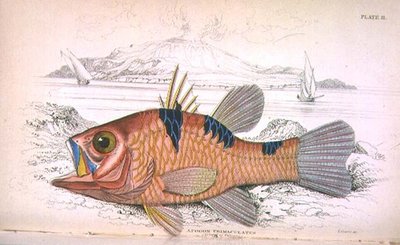 板块十一；Apongon Trimaculatus（火山岛），由艺术家根据威廉-雅尔丁爵士（1800-74）编纂的《博物学家图书馆》第一卷刻制，出版。1833-45（雕刻）。 作者 威廉家蜥蜴队