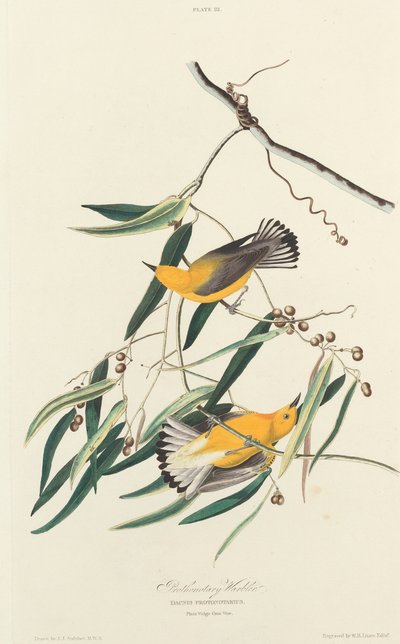 Prothonotary Warbler, 1827. 作者 威廉家蜥蜴队