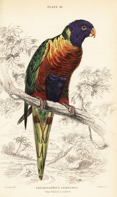 彩虹鹦鹉，Trichoglossus moluccanus 作者 威廉家蜥蜴队