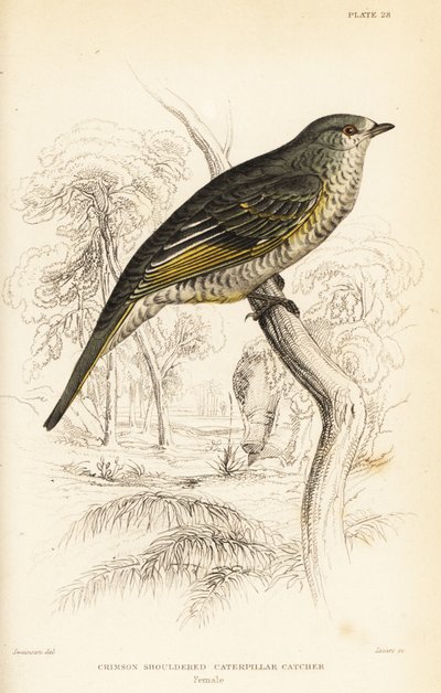 红肩杜鹃鸟，雌性，Campephaga phoenicea 作者 威廉家蜥蜴队