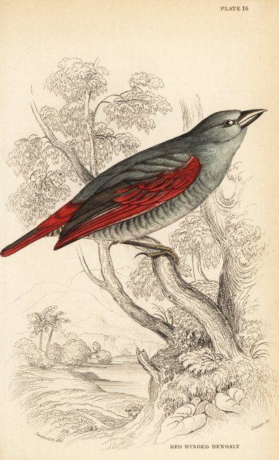 红翅Pytilia phoenicoptera（红翅孟加拉，Pytilia phaenicoptera） 作者 威廉家蜥蜴队